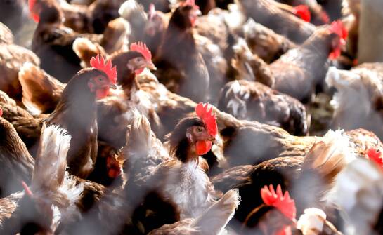 Jakie korzyści przynosi automatyzacja procesu uboju drobiu?