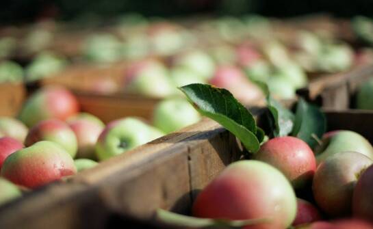 Innowacyjne metody przechowywania jabłek odmiany Idared