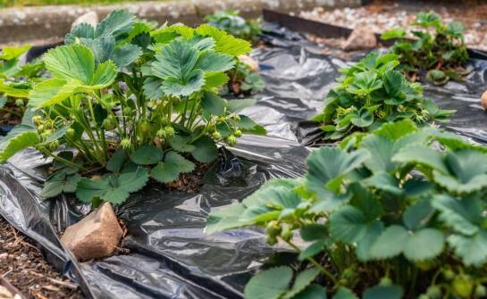 Jak papierowe uszczelki wpływają na efektywność nawożenia?