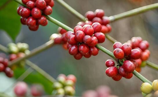 Zastosowanie kofeiny w kosmetologii: jak poprawia mikrokrążenie?