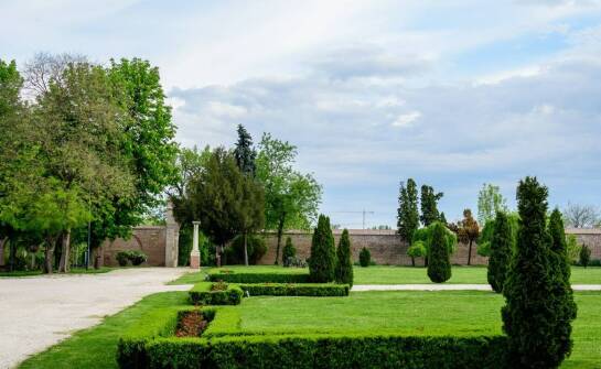 Ciekawe zastosowania w architekturze krajobrazu wierzby iwy