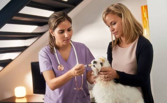 Znaczenie intensywnej medycznej opieki w ratowaniu życia zwierząt