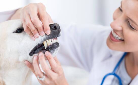 Kiedy zgłosić się do stomatologa weterynarza z problemami zębów u zwierząt?