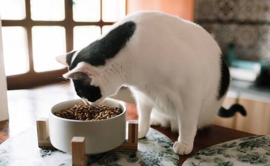 Jak sucha karma dla kota z insektami wpływa na naturalne środowisko?
