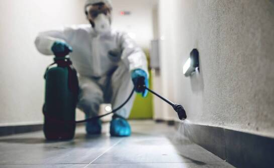 Zwalczanie karaluchów – jakie korzyści przynosi współpraca z ekspertami?