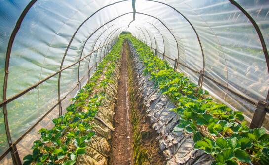 Wpływ jakości folii na trwałość foliowych tuneli