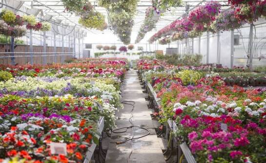 Dlaczego florystyczne hurtownie są kluczowe dla dekoracyjnej branży?
