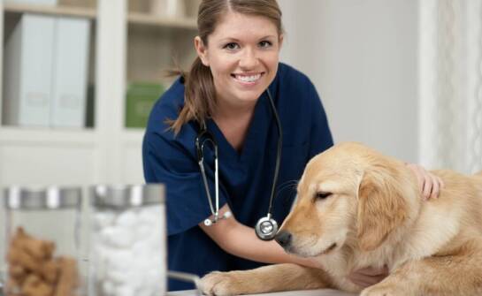 Jakie usługi oferuje dermatolog weterynarz w lecznicy dla zwierząt?