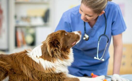 Znaczenie specjalistycznej opieki weterynaryjnej dla zdrowia psów.