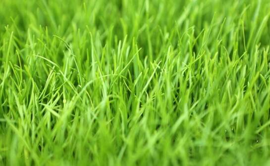 Wybór odpowiednich trawnikowych mieszanek dla profesjonalistów