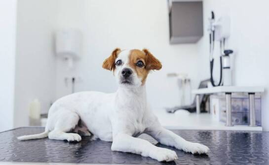 Znaczenie zdrowotnej profilaktyki oferowanej przez całodobowego weterynarza