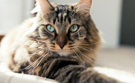 Rola wspólnej przestrzeni w wspieraniu socjalizacji między kotami