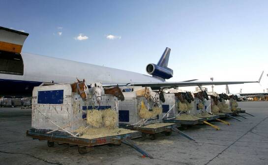 Zrozumienie różnic: przyczepki do przewozu koni a inne przyczepki do przewozu zwierząt