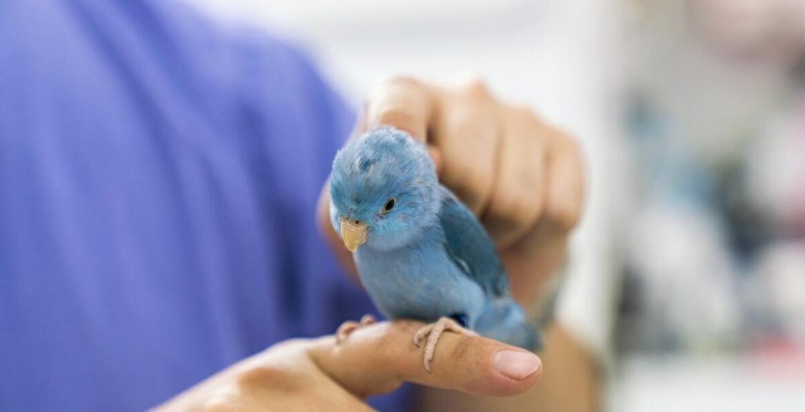 Kiedy warto zasięgnąć porady dermatologa weterynarza dla egzotycznych zwierząt?