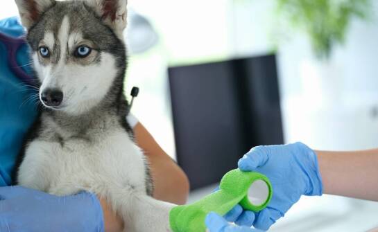 Chirurgia ortopedyczna u zwierząt – kiedy warto skorzystać z usług weterynarza w Warszawie?