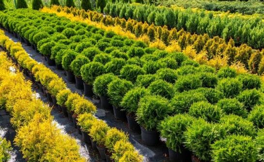 Jakie ozdobne trawy warto kupić w sklepie ogrodniczym w Warszawie?