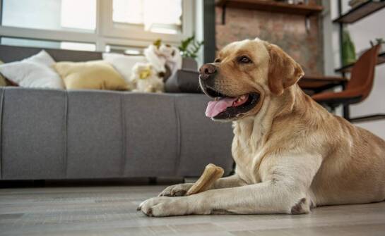 Jak odpowiednio wprowadzić nowe przysmaki dla psa do diety pupila?