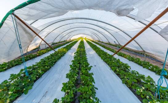 Jak systemy ogrzewania wpływają na produkcję całoroczną w tunelach foliowych?