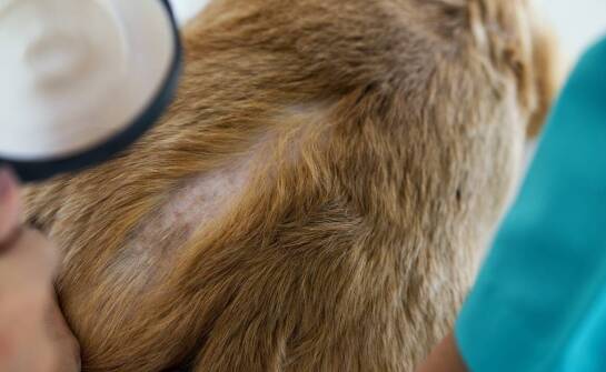 Jakie są objawy uczulenia na ukąszenia wszy?