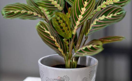 Sansewieria wysoka – idealne warunki do wzrostu w domu