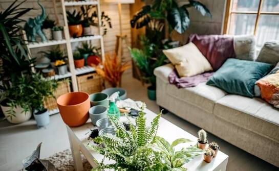 Odżywki do doniczkowych roślin – jak wspierają ich rozwój?