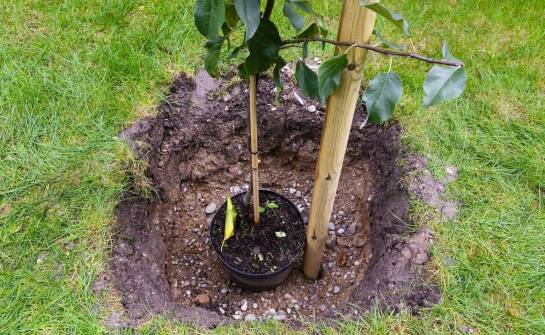 Sadzonka pigwy – czym kierować się przy wyborze stanowiska do sadzenia?