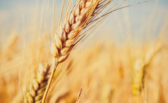 Rola kwalifikowanego owsa w zrównoważonym rozwoju gospodarstwa rolnego