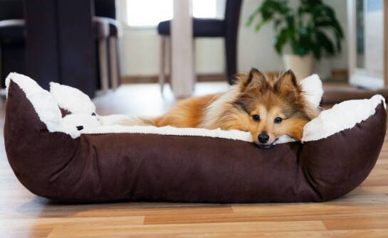 Jak profesjonalne podejście do pielęgnacji wpływa na komfort dla psa?