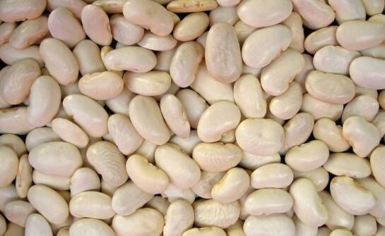 Jakie odmiany nasion fasoli są najlepsze do sprzedaży na rynku świeżym?