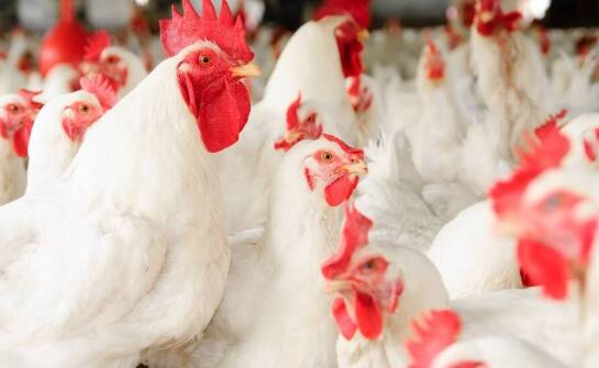 Hurt drobiu: zróżnicowanie oferty na rynkach krajowych i zagranicznych
