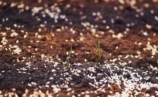 Efektywność hydrosiewu w różnych klimatycznych warunkach