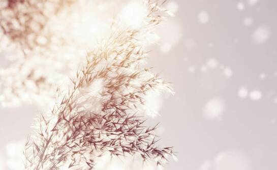 Jakie najładniejsze miskanty wybrać do naturalnych osłon?