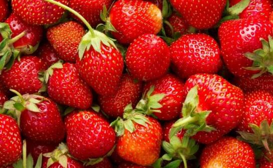 Jakie podłoże najlepiej wspiera wzrost truskawek?