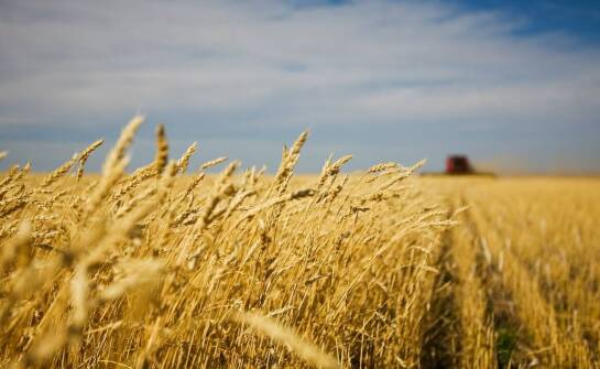 Jare zboża a ich potencjał w produkcji odnawialnej energii