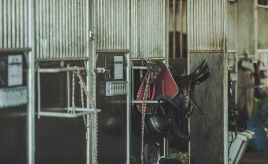 Jak sklep Equine wspiera zdrowie koni poprzez innowacyjne suplementy?