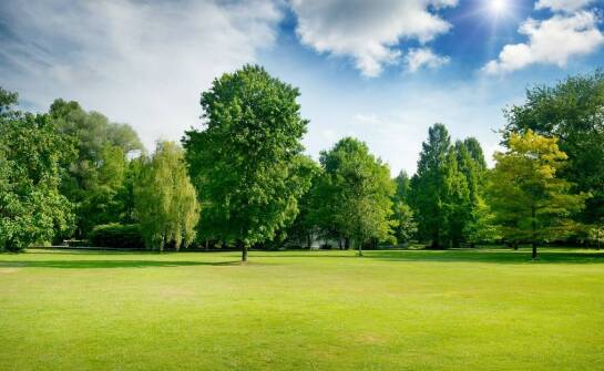 Wybór uniwersalnych traw a odporność trawnika na niekorzystne warunki pogodowe