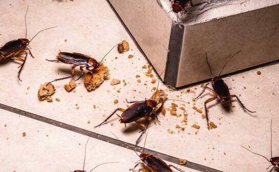 Dlaczego czarne robaki mogą pojawić się w Twoim domu i jak temu zapobiec?