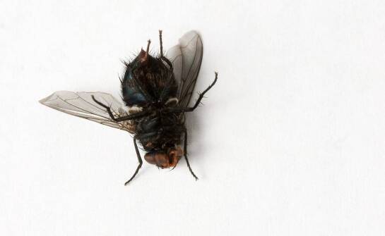 Zintegrowane metody ochrony przed szkodnikami wobec czarnych robaków podobnych do karaluchów