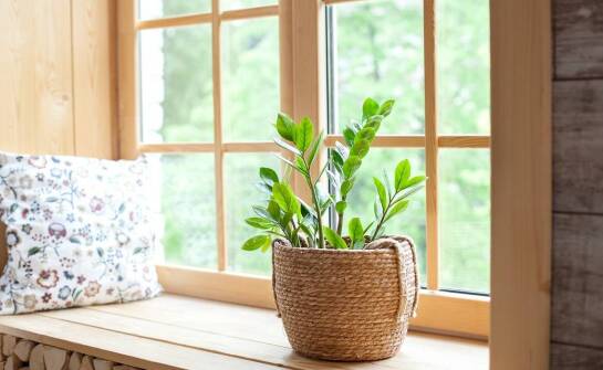 Jak przygotować niedośpian do zimowania w warunkach domowych?