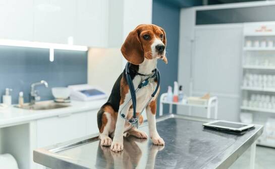 Jak weterynaryjny stół wpływa na efektywność pracy z pacjentem?