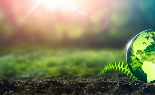 Jak odpowiednia pielęgnacja bardzo wczesnych ziemniaków sadzeniaków wpływa na jakość plonów?