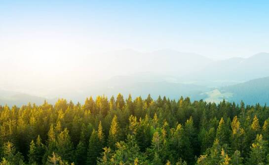 Znaczenie ochrony środowiska dla prawa działalności gospodarczej