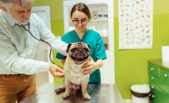 Korzyści z regularnych wizyt w zakresie nefrologii i urologii dla zwierząt