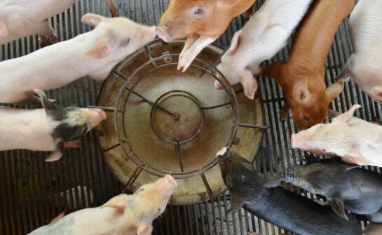 Poganiacze do świń jako element zwiększający wydajność w hodowli