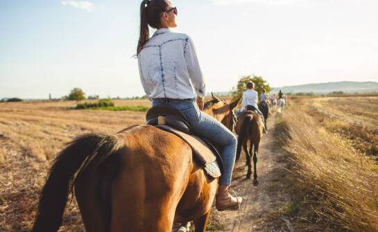 Jakie wymiary padoku sprzyjają integracji koni w grupach?