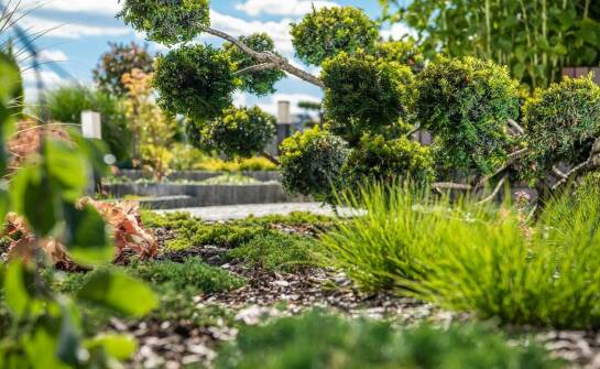 Jak zapewnić optymalne warunki wzrostu dla Pinus mugo Carsten?