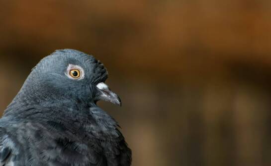 Suplementacja białka w okresie pierzenia u gołębi