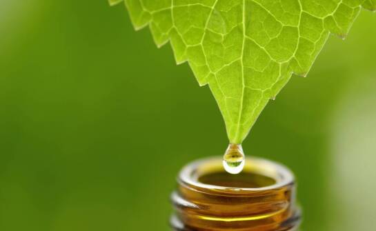 Naturalne sposoby ochrony roślin - olejek neem jako kluczowy składnik