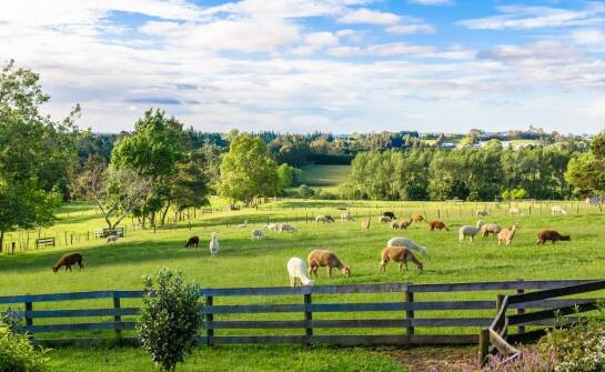 Zrozumienie kluczowych różnic w polisach dla różnych typów zwierząt gospodarskich