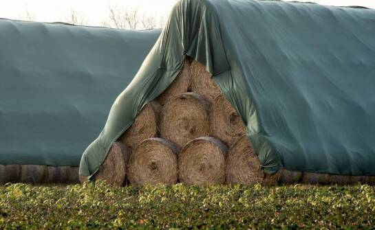 Jak ekonomicznie zarządzać zakupem siana dla dużej stajni?